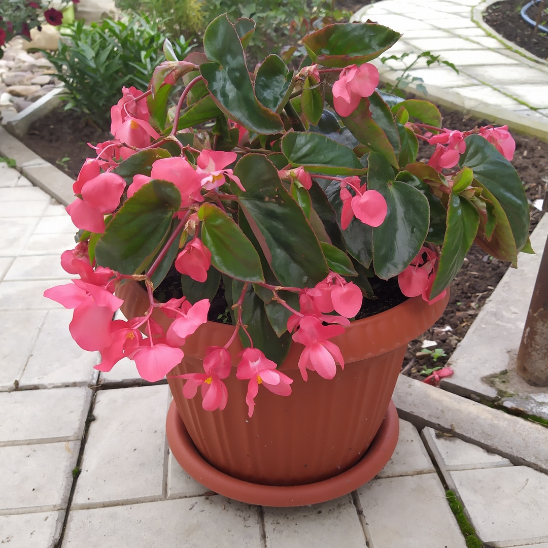 Бегония гибридная (Begonia x hybrida) Dragon Wing Pink Бегония гибридная (Begonia x hybrida) Dragon Wing Pink