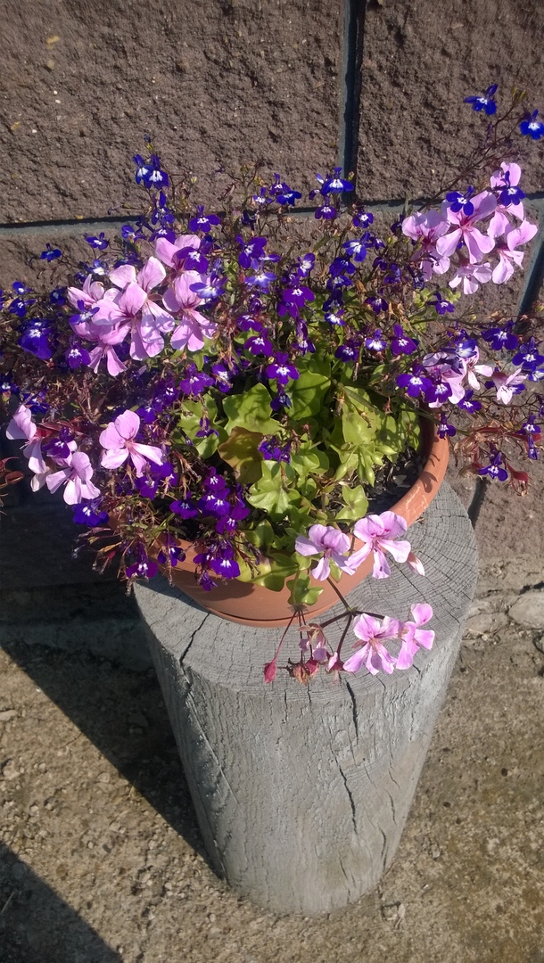 Это Пеларгония плющелистная (Pelargonium peltatum) распушилась Это Пеларгония плющелистная (Pelargonium peltatum) распушилась
