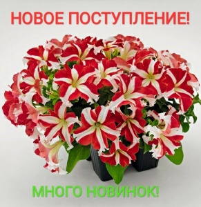 Новое поступление!