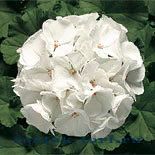 Пеларгония зональная (Pelargonium hortorum F1) Ringo 2000 White, 3 драже