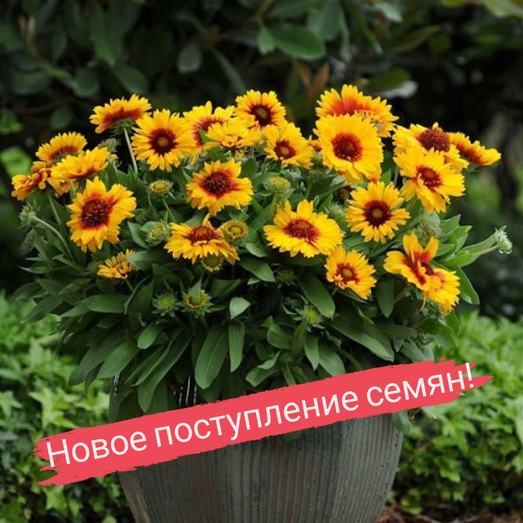 Новое большое поступление семян уже на сайте и доступно к заказу! Новое большое поступление семян уже на сайте и доступно к заказу!