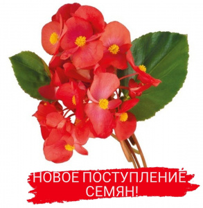 НЕ ПРОПУСТИТЕ! НОВОЕ ПОСТУПЛЕНИЕ СЕМЯН!