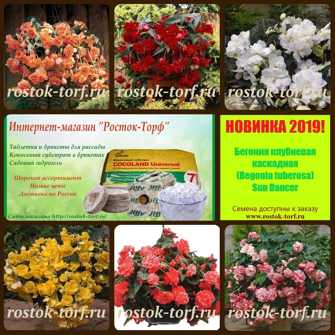 Друзья, не забудьте заранее запастись семенами! Друзья, не забудьте заранее запастись семенами!