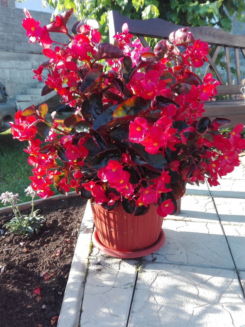 Бегония гибридная (Begonia interspecific) Megawatt Rose Bronze Leaf Бегония гибридная (Begonia interspecific) Megawatt Rose Bronze Leaf