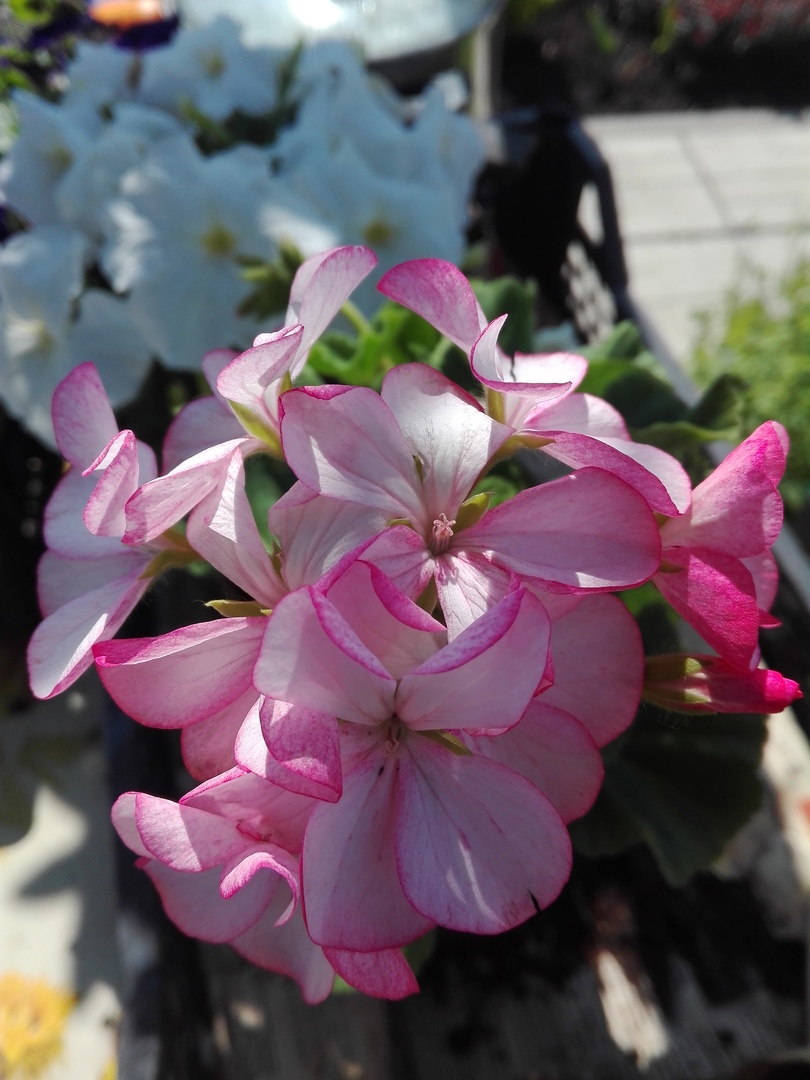 И вновь она! Герань! Пеларгония зональная (Pelargonium x hortorum) Divas Petticoat. И вновь она! Герань! Пеларгония зональная (Pelargonium x hortorum) Divas Petticoat.