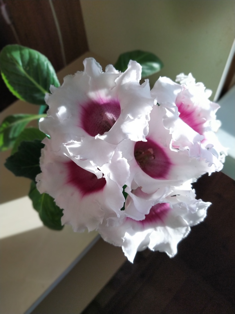 Сезон садовых цветов завершается. Переходим к комнатным Сезон садовых цветов завершается. Переходим к комнатным