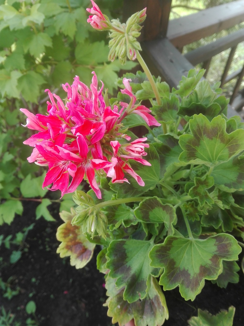 На том фото и здесь Пеларгония зональная (Pelargonium x hortorum) Quantum. На том фото и здесь Пеларгония зональная (Pelargonium x hortorum) Quantum.