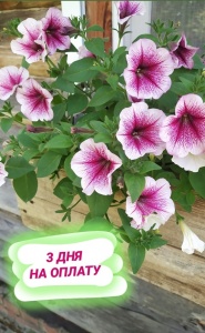 Срок оплаты 3 календарных дня!