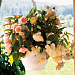 Big pack Бегония клубневая (Begonia tuberhybrida) Nonstop Joy Peaches & Dreams, 30 драже