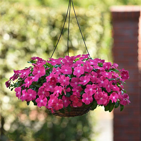 Катарантус розовый ампельный (Vinca rosea) Mediterranean – Xp Hot Rose, 5 семян