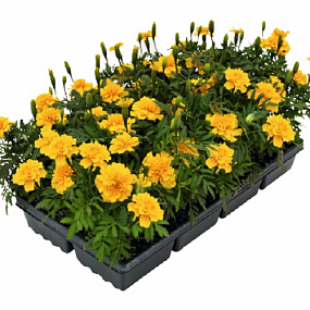 Бархатцы отклоненные (Tagetes patula F1) Super Hero Gold, 10 шт очищ.семян