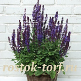 Сальвия дубравная /Шалфей (Salvia nemorosa) New Dimension Blue, 10 драже
