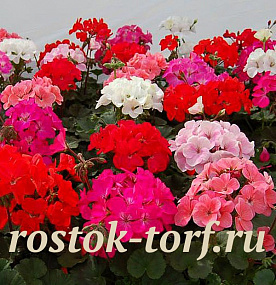 Пеларгония зональная (Pelargonium x hortorum F1) Nano MIX, 3 шт семян