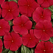 Катарантус розовый (Vinca rosea) Pacifica – Xp Dark Red, 10 семян
