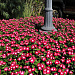 Катарантус розовый (Vinca rosea) Pacifica – Xp Burgundy Halo Xp, 10 семян