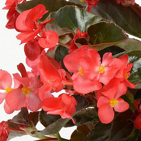 Бегония гибридная (Begonia interspecific) Megawatt Red Bronze Leaf, 3 драже