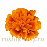 Бархатцы отклоненные (Tagetes patula F1) Super Hero Orange Bee, 10 шт очищ.семян