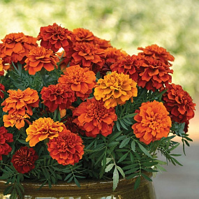 Бархатцы отклоненные (Tagetes patula F1) Fireball, 10 обраб. семян 