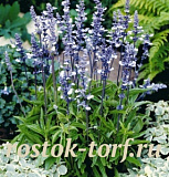 Сальвия мучнистая (Salvia farinacea) Fairy Queen, 5 семян