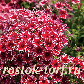 Флокс друммонда (Phlox drummondii) Popstars Red, 5 семян