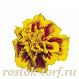 Бархатцы отклоненные (Tagetes patula F1) Super Hero Yellow Bee, 10 шт очищ.семян