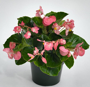 Бегония бенариензис (Begonia x benariensis) Big Pink Green Leaf , 3 драже