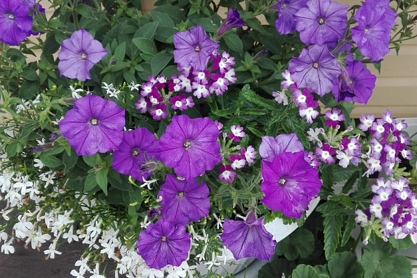 Вербена гибридная(Verbena hybrida) Obsession Twister