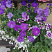 Вербена гибридная(Verbena hybrida) Obsession Twister
