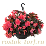 Big pack Бегония клубневая (Begonia tuberhybrida) Nonstop Joy Mocca Rose, 30 драже