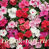Катарантус розовый (Vinca rosea) Pacifica – Xp MIX , 10 семян