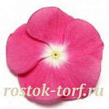 Катарантус розовый (Vinca rosea) Pacifica – Xp Magenta Halo, 10 семян