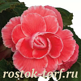 Big pack Бегония клубневая (Begonia tuberosa) On Top Melon Lace, 20 драже