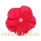 Big pack Катарантус розовый ампельный (Vinca rosea) Mediterranean – Xp Red, 30 семян