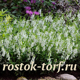 Ангелония (Angelonia angustifolia) Serenita® White, 3 драже