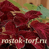 Колеус гибридный (Coleus hybrida) Wizard Velvet Red, 10 семян