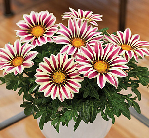 Гацания жестковатая (Gazania rigens F1) Big Kiss White Flame, 5 семян