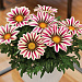 Гацания жестковатая (Gazania rigens F1) Big Kiss White Flame, 5 семян