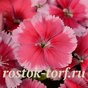 Гвоздика (Dianthus chinensis) Coronet™ Strawberry, 5 драже