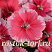 Гвоздика (Dianthus chinensis) Coronet™ Strawberry, 5 драже