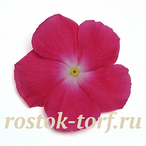 Катарантус розовый ампельный (Vinca rosea) Mediterranean – Xp Rose Halo, 5 семян