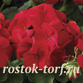 Пеларгония зональная (Pelargonium hortorum F1) Maverick Scarlet, 3 шт. обраб.