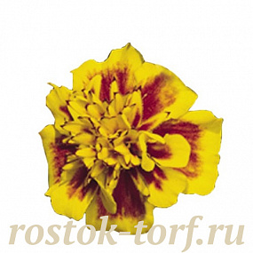 Big pack Бархатцы отклоненные (Tagetes patula F1) Super Hero Yellow Bee, 30 очищ.семян