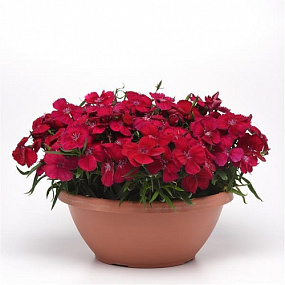 Big pack Гвоздика (Dianthus chinensis) Coronet™ Cherry Red, 30 драже