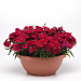 Big pack Гвоздика (Dianthus chinensis) Coronet™ Cherry Red, 30 драже