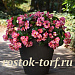 Бегония гибридная (Begonia interspecific) Megawatt Pink Green Leaf, 3 драже