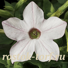 Табак крылатый (Nicotiana alata) Saratoga Аppleblossom, 10 драже