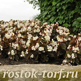 Бегония гибридная (Begonia x hybrida) Baby Wing White Bronze Leaf, 3 драже
