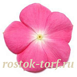 Катарантус розовый (Vinca rosea) Pacifica – Xp Rose Halo, 10 семян