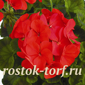 Пеларгония зональная (Pelargonium hortorum F1) Ringo 2000 Deep Red, 3 драже
