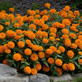 Цинния (Zinnia marylandica) Double Zahara™ Bright Orange, 5 обраб. семян